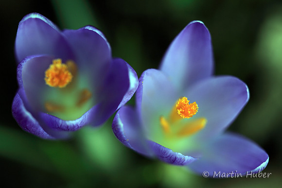 Krokusse