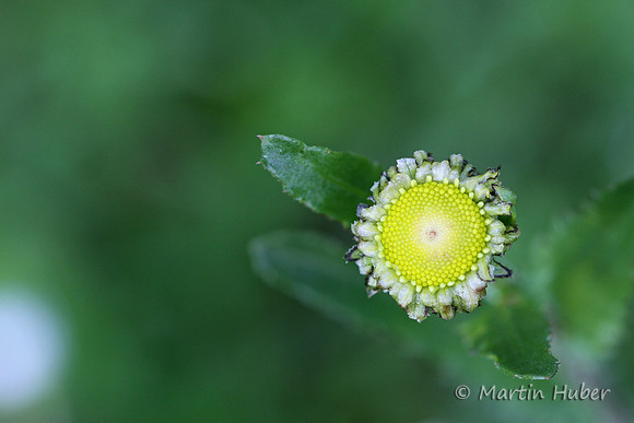 Sich öffnende Margeritenknospe
