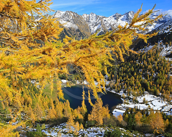 Laerchengold am Duisitzkarsee