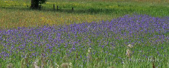 Die blaue Wiese
