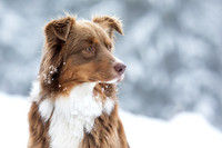 Australian Shepherd im Schnee