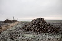 THEMENBILD, Landwirtschaft, Rübenernte