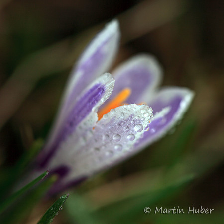 Krokus