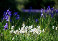 Sibirische Schwertlilie, Iris sibirica