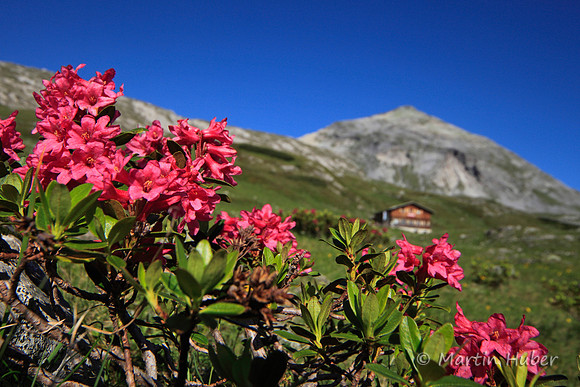 Steinrosen (Rostblättrige Alpenrosen) am Giglachsee