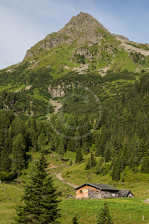 Scharfer Mauerpfeffer / Gelber Mauerpfeffer
