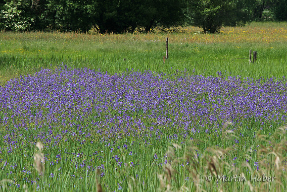 Die blaue Wiese