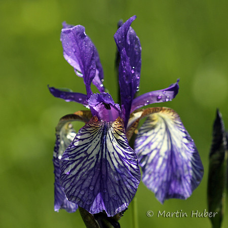 Sibirische Schwertlilie (Iris sibirica)
