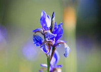 Sibirische Schwertlilie, Iris sibirica