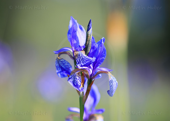 Sibirische Schwertlilie, Iris sibirica