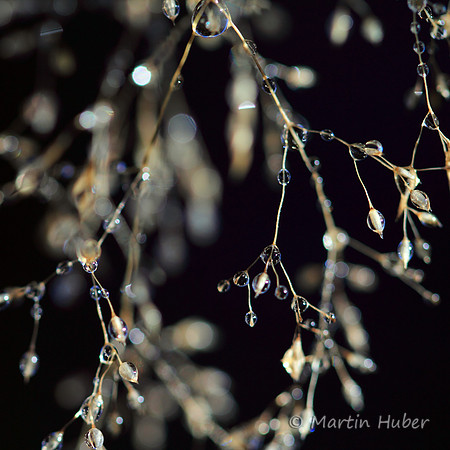 Edle Tropfen / Drops