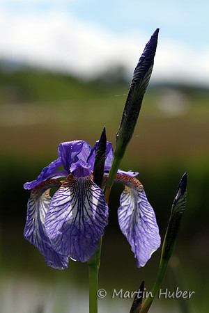 Sibirische Schwertlilie (Iris sibirica)