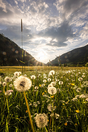 THEMENBILD, Frühling in den Bergen, Tettermoor
