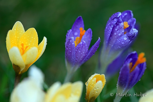 Krokusse