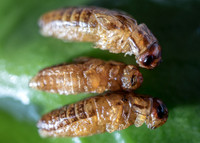 THEMENBILD, Essen, Insekten als Nahrungsmittel