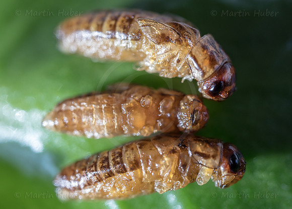THEMENBILD, Essen, Insekten als Nahrungsmittel