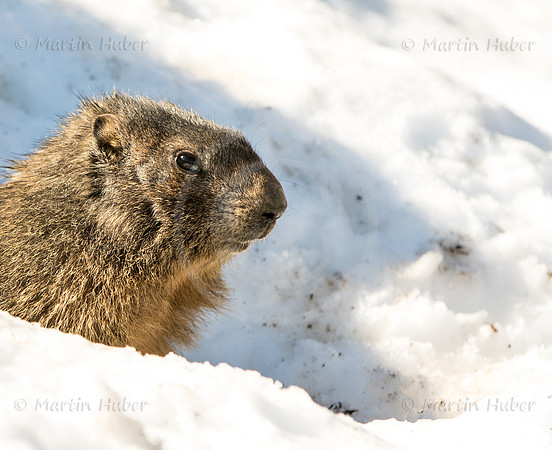 Murmeltier, Marmota