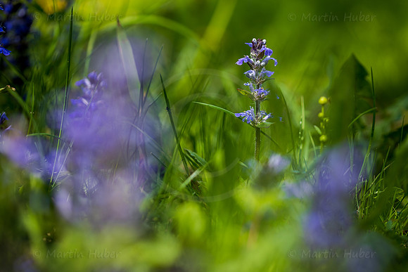 Blaue Taubnessel, Lamium