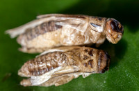 THEMENBILD, Essen, Insekten als Nahrungsmittel