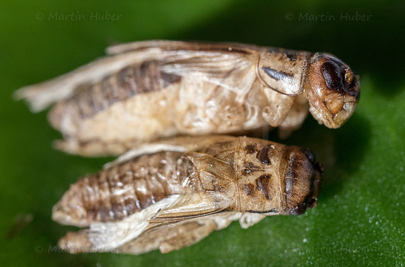 THEMENBILD, Essen, Insekten als Nahrungsmittel