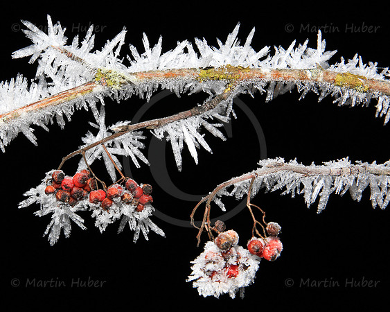 Vogelbeeren und Eiskristalle