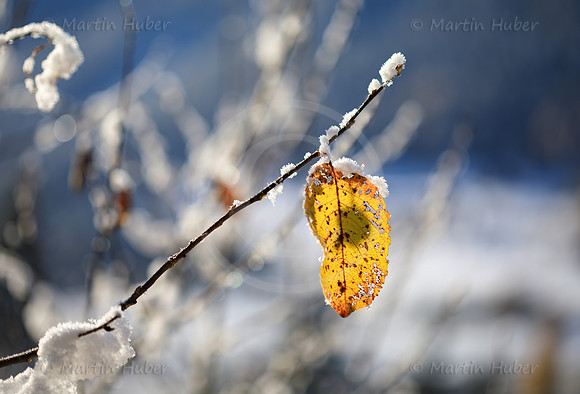 Das letzte gelbe Blatt