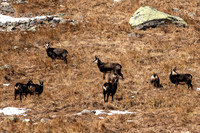 Gamswild, Rupicapra rupicapra, in den Schladminger Tauern