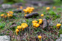 THEMENBILD, Schwammerlsuchen, Pilze sammeln, Eierschwammerl, Pfifferling