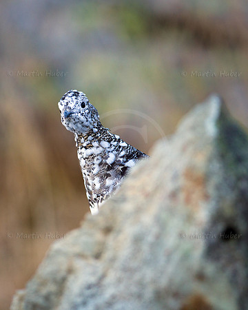 Alpenschneehuhn