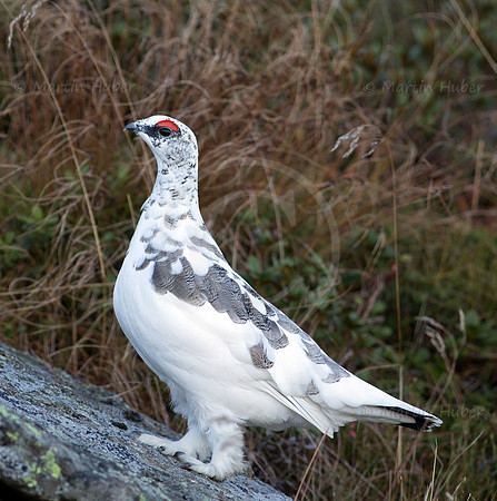Alpenschneehuhn