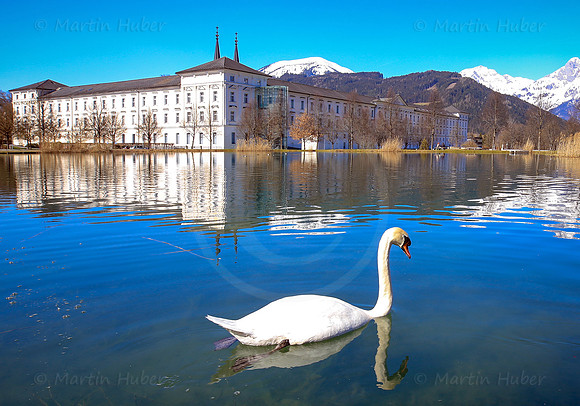 Der Schwan, der Teich und das Stift Admont
