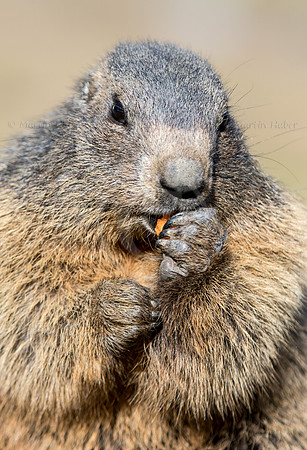 Murmeltier, Marmota
