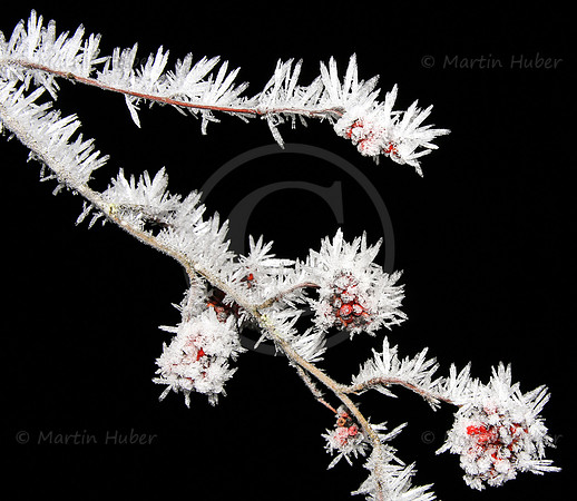 Vogelbeeren und Eiskristalle
