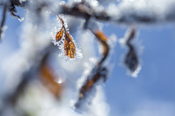 THEMENBILD, Wetter, Frost auf Pflanzen
