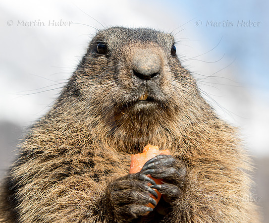 Murmeltier, Marmota