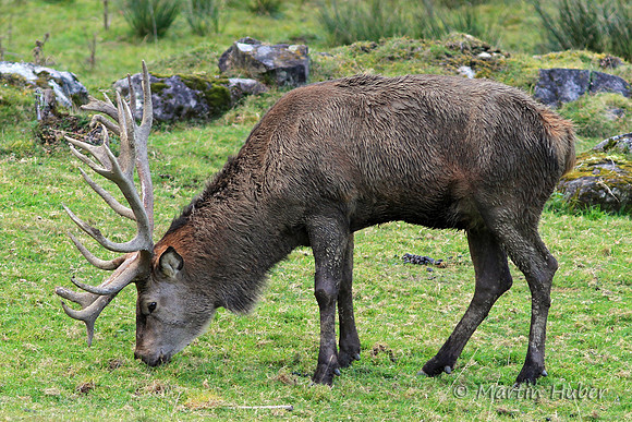 Hirsch