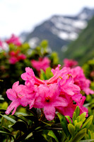 THEMENBILD, Sommer in Südtirol, Almrausch
