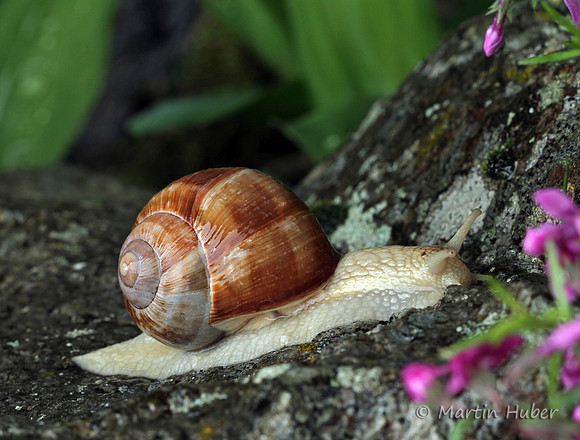 Weinbergschnecke