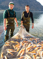 Grundlsee, Laichfischen, Lechfischen
