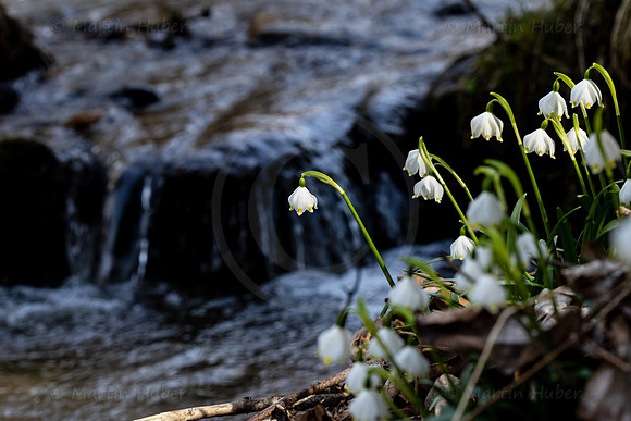 Frühlingsknotenblumen, Leucojum vernum