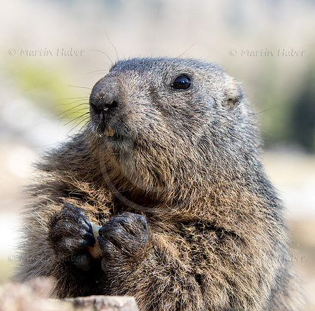 Murmeltier, Marmota