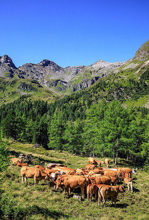 THEMENBILD, Kühe auf der Alm