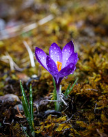 Fruehlingserwachen - blauer Krokus mit Wassertropfen
