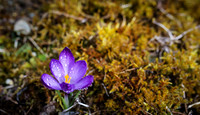 Fruehlingserwachen - blauer Krokus mit Wassertropfen