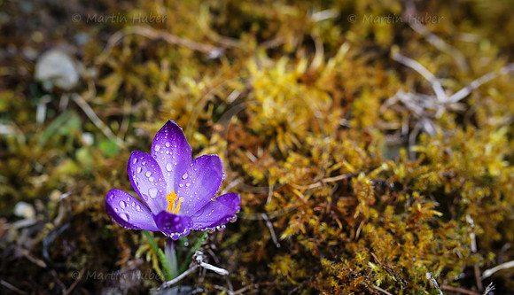 Fruehlingserwachen - blauer Krokus mit Wassertropfen