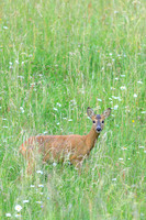 Sommer, Wild, Reh