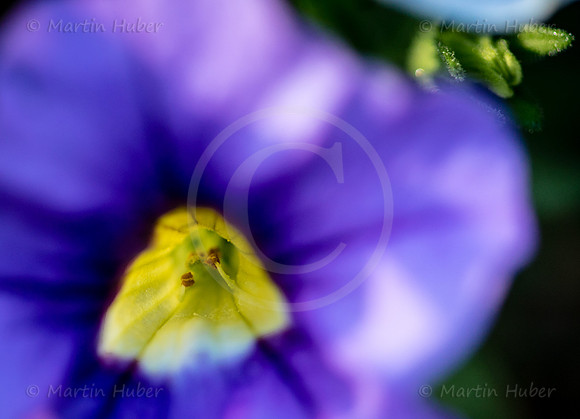 Petunia Surfinia - Blütendetail