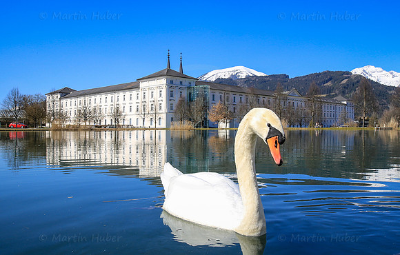 Der Schwan, der Teich und das Stift Admont