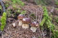 THEMENBILD, Schwammerlsuchen, Pilze sammeln, Steinpilz, Herrenpilz
