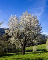 THEMENBILD, Frühling in den Bergen